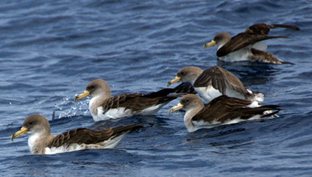 Cory's Shearwaters on the water