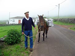 Photo: man and his horse carrying milk