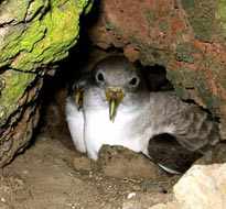 Photo: Cory's Shearwater