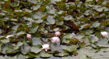 Photo of the lush ground cover of the Azores