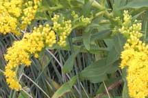 Photo of gorgeous yellow flowers
